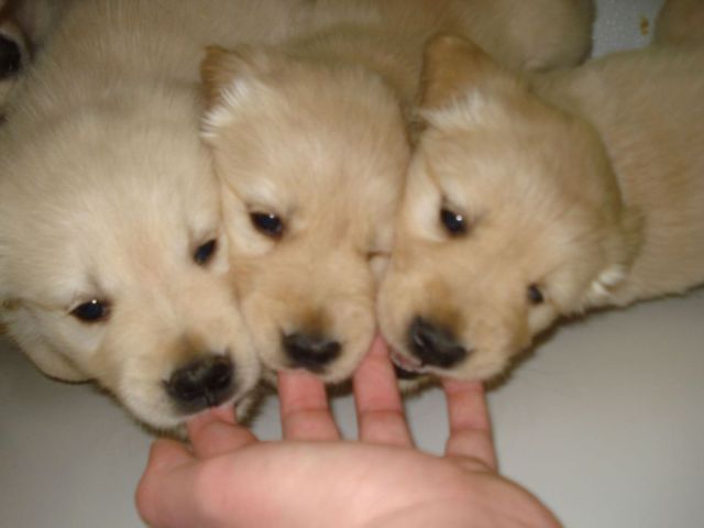 https://www.roflzoo.com/pics/201111/puppies-sucking-on-fingers.jpg